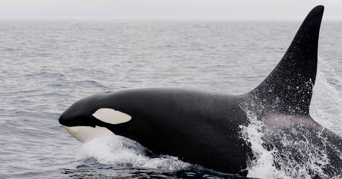 Kosatky znovu útočí, tentokrát tisíce kilometrů od prvních střetů