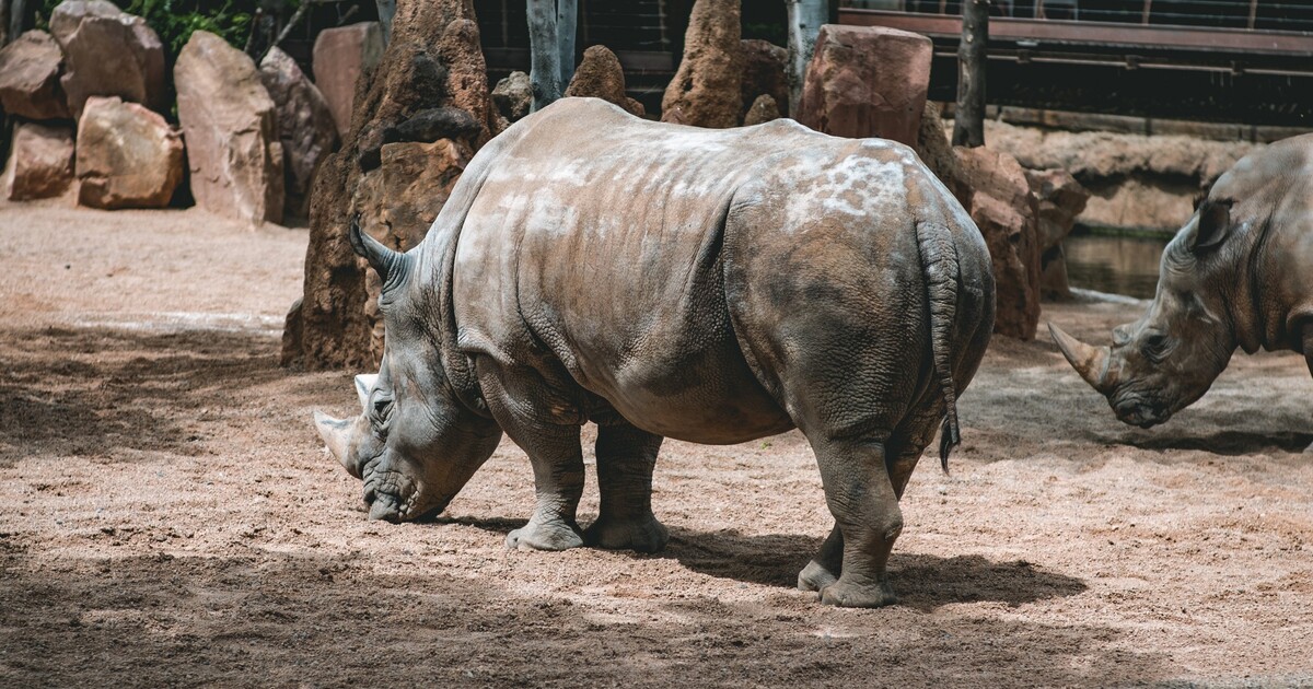 Video: Muž si šel zaplavat do výběhu s nosorožci. Zvířata byla vystrašená
