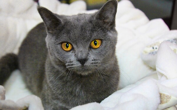 Tato žlutooká modrošedá kočka se někdy označuje také jako maltézská. Jak se jmenuje inteligentní plemeno, které však bylo kdysi chováno i na kožešinu?