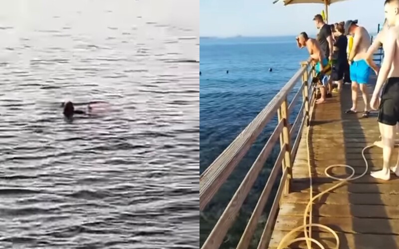 Žralok v Egyptě zaútočil na turistku, utrhl jí ruku i nohu. Žena v sanitce zemřela.