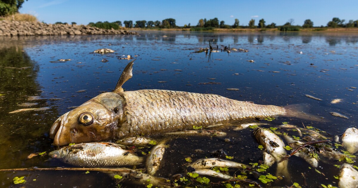 V české řece uhynuly 2 procenta rybí populace. Jaká je příčina?