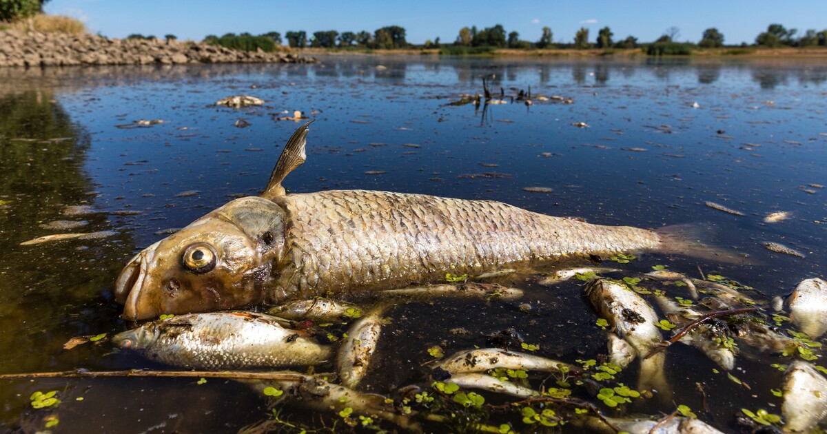 V Odře na hranici s Českem našli 30 kilo mrtvých ryb. Jde o druhý úhyn za poslední měsíc