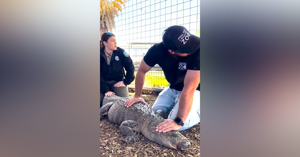 Žena ukradla aligátoří vejce. Zvíře dvacet let chovala na dvorku jako mazlíčka