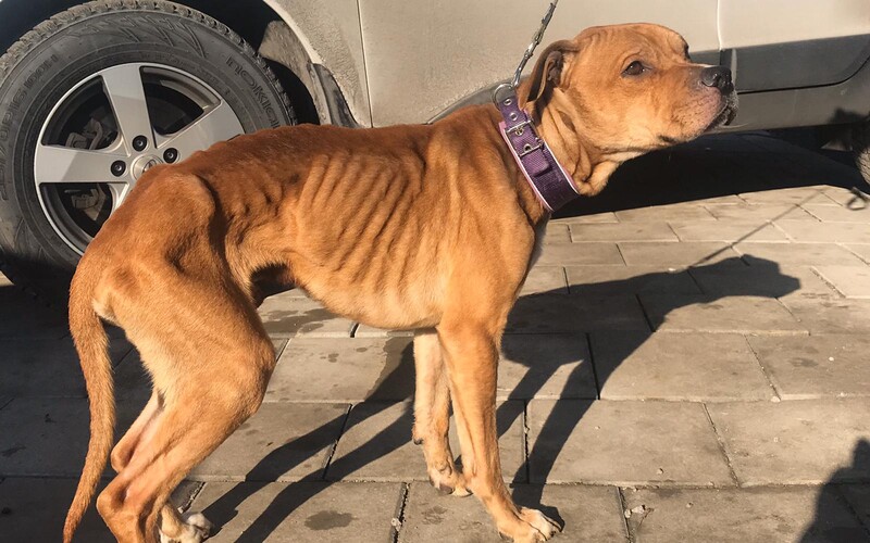 Slováci nechali psa celé týždne samého v garáži bez jedla a bez vody, keď ho našli, vážil sotva 17 kíl.