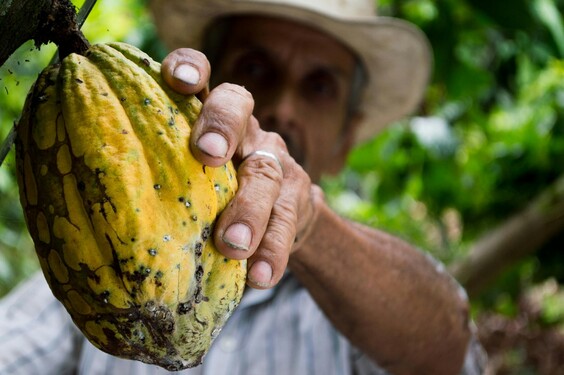 Ktorá krajina produkuje najviac kakaových bôbov na svete? 