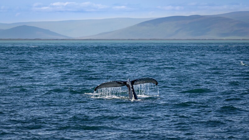Vráskavec obrovský (inak aj vráskavec ozrutný, modrá veľryba) patrí medzi najväčšie živočíchy na svete. Tipneš si, do akej dĺžky môže dorásť? 