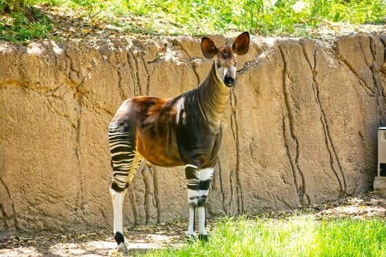 Okapi je velmi zajímavé zvíře. Svým vzhledem trochu připomíná zebru, ale jen v dolní části těla. Ve skutečnosti se však jedná o nejbližšího příbuzného žiraf. Uhádneš, ve které zemi je národním zvířetem?