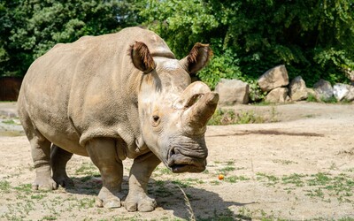 Naděje pro ohrožené nosorožce: Vědci v Česku udělali významný krok k záchraně druhu.