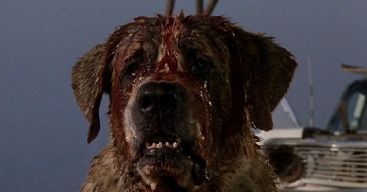 Netflix oživí děsivý horor Stephena Kinga. Vzteklý pes se vrací na scénu