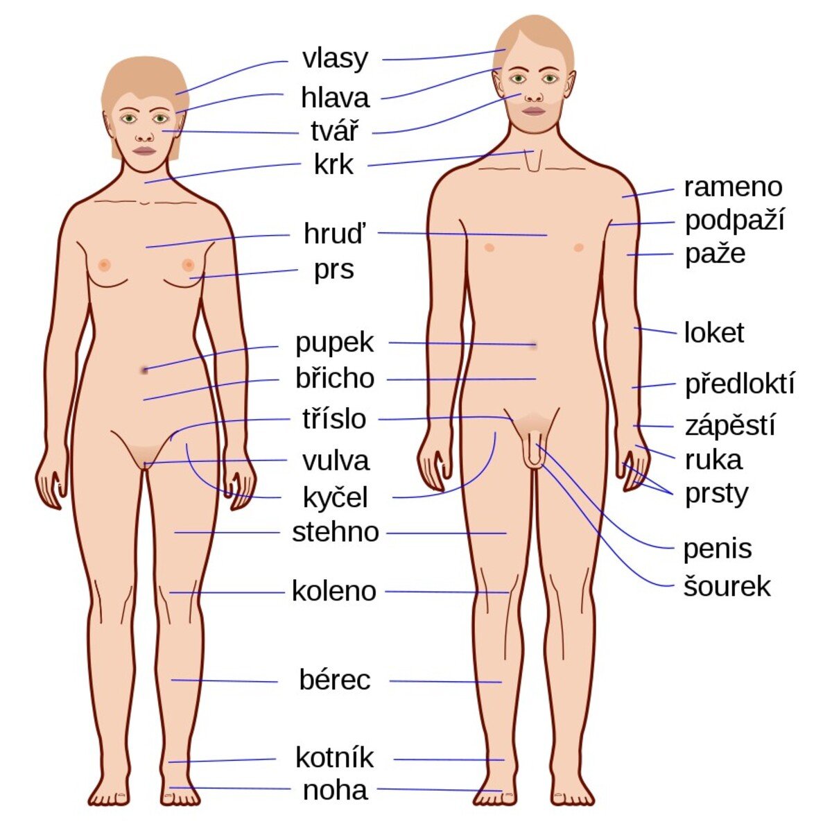 lidská anatomie