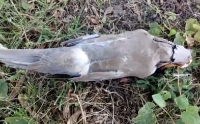 7-ročný chlapec udupal hrdličku k smrti, otec sa len prizeral 7-ročný chlapec udupal hrdličku k smrti, otec sa len prizeral
