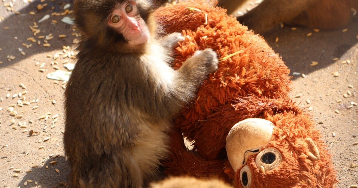 Virální opičák Punch neudělá bez svého plyšáka ani krok. K útokům ostatních opic se nyní vyjádřila zoo