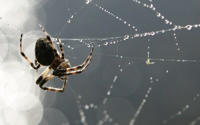 8-ročný chlapec sa chcel stať Spider-Manom. Dal sa pohrýzť čiernou vdovou