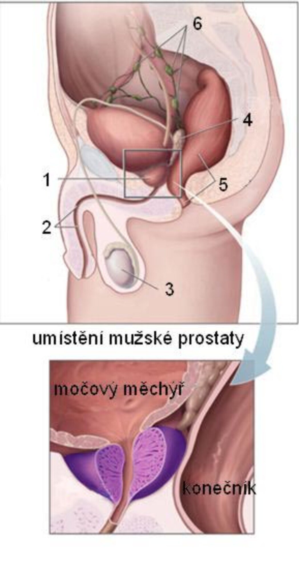 mužská prostata