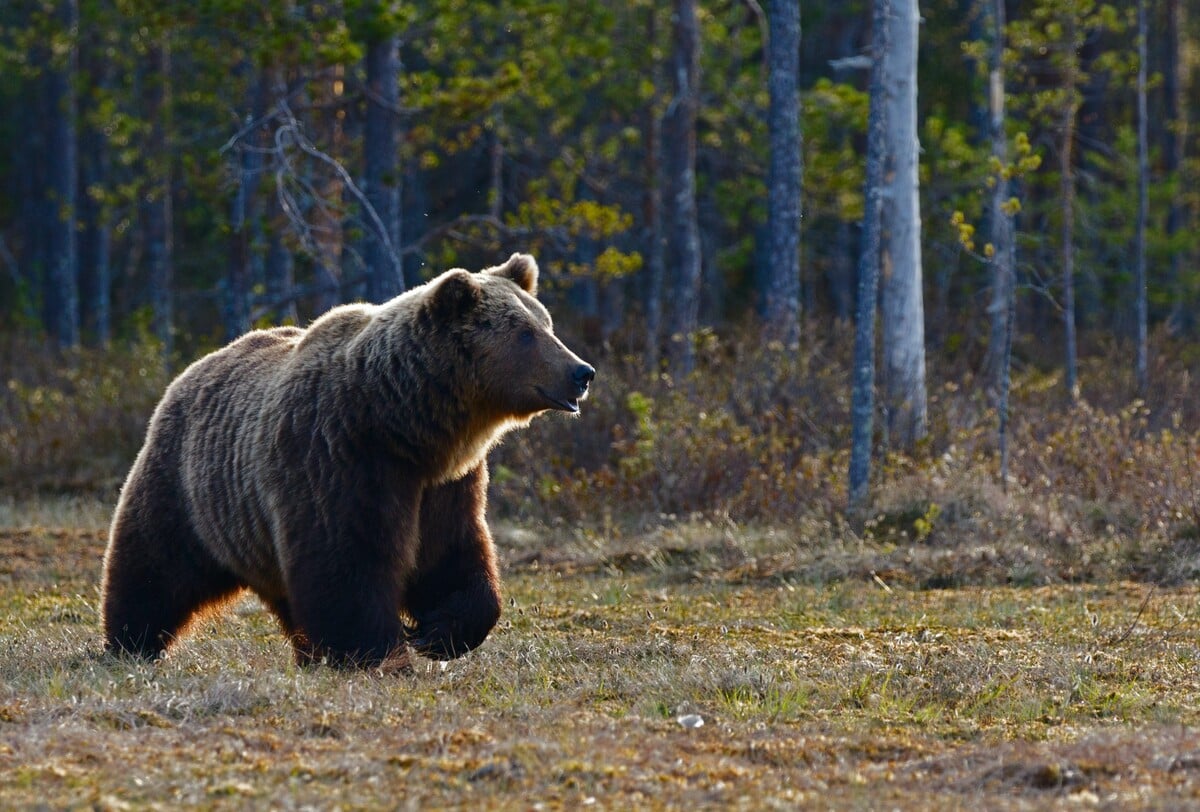 Až 75 Slovákov sa obáva medveďov v prírode. Väčšina respondetov prieskumu zároveň verí, že sú na Slovensku premnožené.