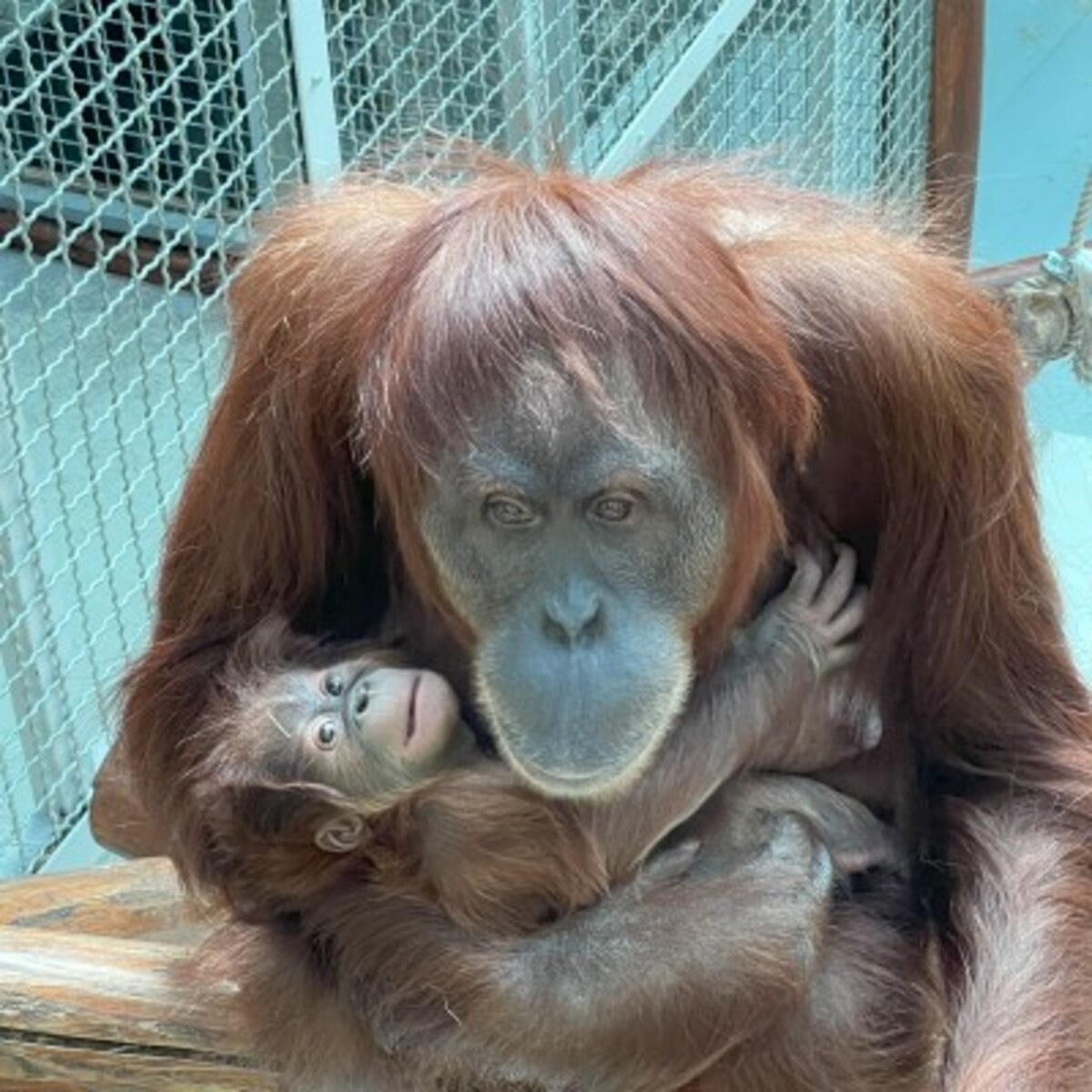 orangutan