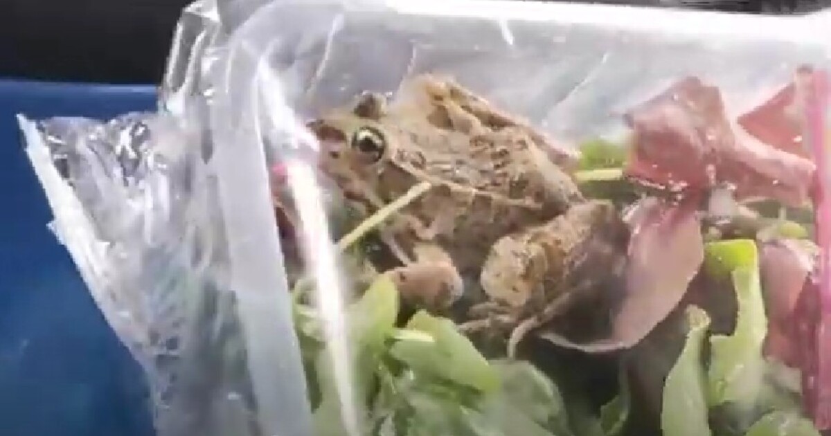 VIDEO: Živá žába v baleném salátu z polského Lidlu. Lidé jsou z videa šokováni