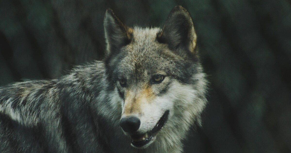 V Česku vznikl první pohotovostní štáb pro řešení problematických vlků