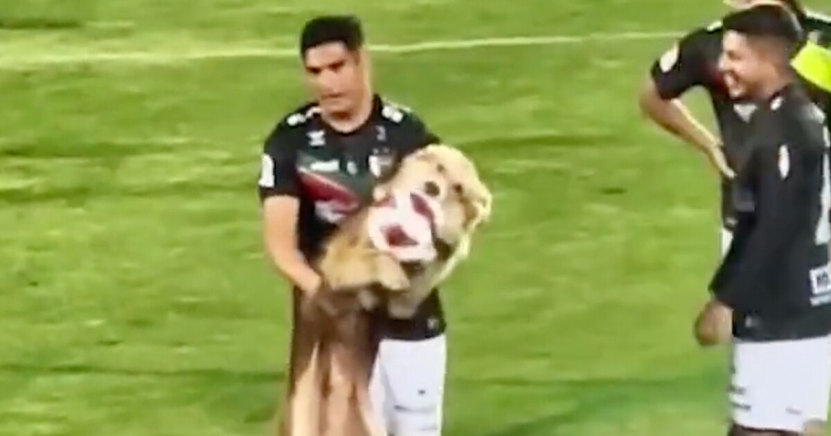 VIDEO: Hravý pes vběhl na fotbalový zápas a zmocnil se míče