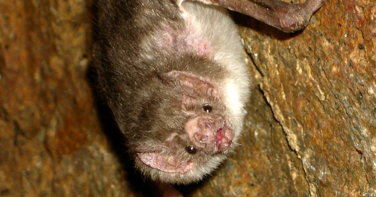 Zabíjení upírů vzteklinu nezastaví, naopak šíření nákazy urychlí, popsal vědecký tým v nové studii