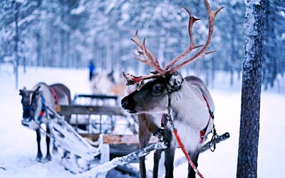 Uber v Laponsku vymění auta za sobí spřežení.