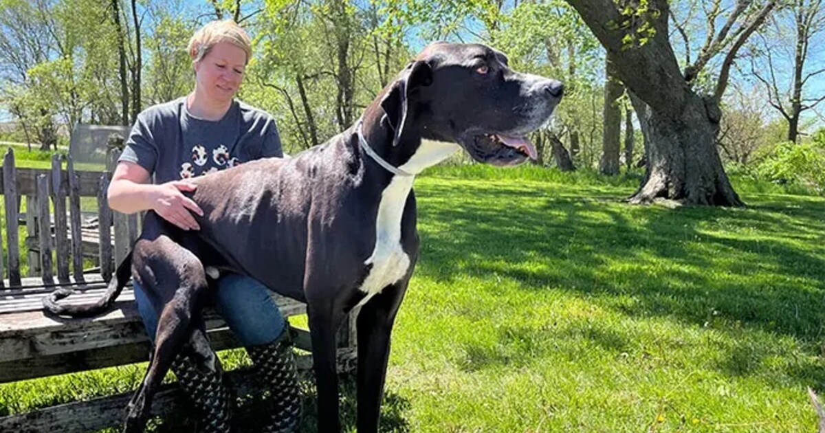 FOTO: Tohle je nejvyšší pes na světě. Lidé si ho pletou s koněm, podle majitelů se bojí vysavače