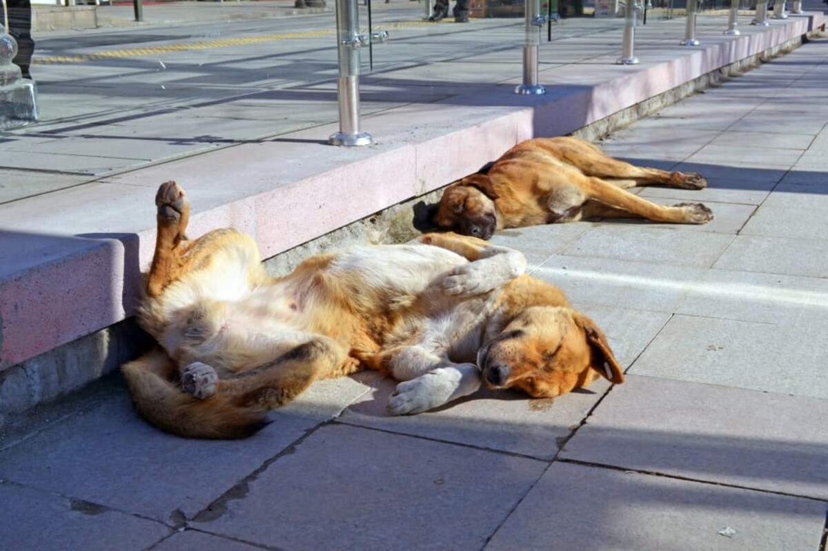 V hlavnom meste Gruzínska nájdeš na ulici množstvo psov bez domova, väčšina z nich je však priateľská a neublíži. Psy sú kastrované a očkované proti besnote. 