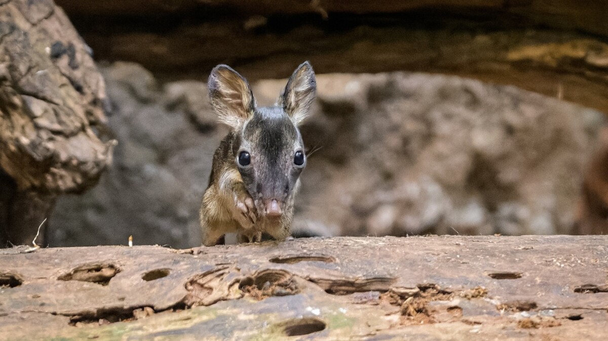 Baby rat kangaroo 