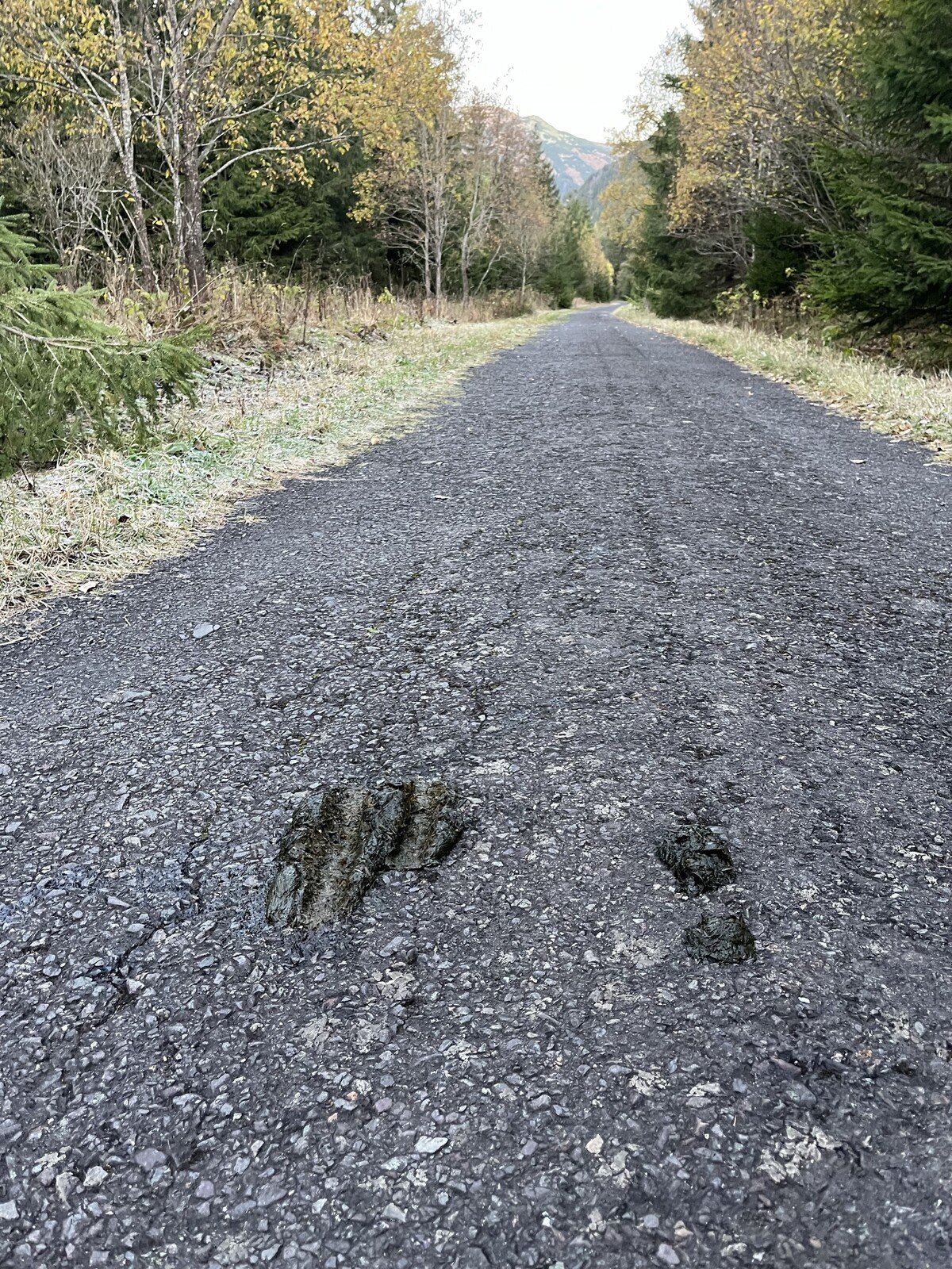 Čerstvý medvedí trus. 