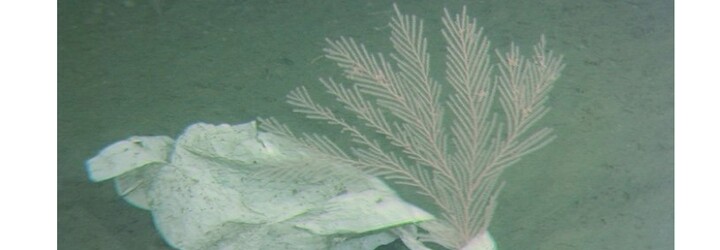Vědci našli igelitku v Mariánském příkopu v hloubce 11 kilometrů. I nejčistší místo oceánu už trpí kvůli lidem