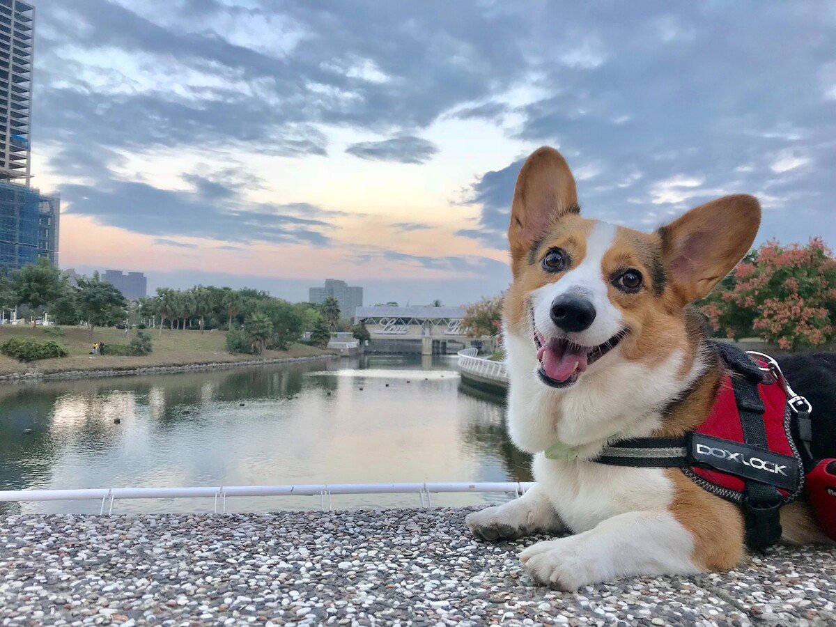 Welsh Corgi Pembroke.