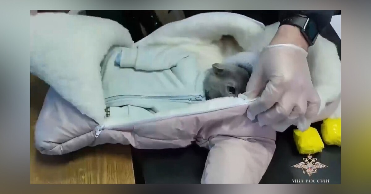 Video: Žena pašovala drogy pomocí kočky převlečené za mimino