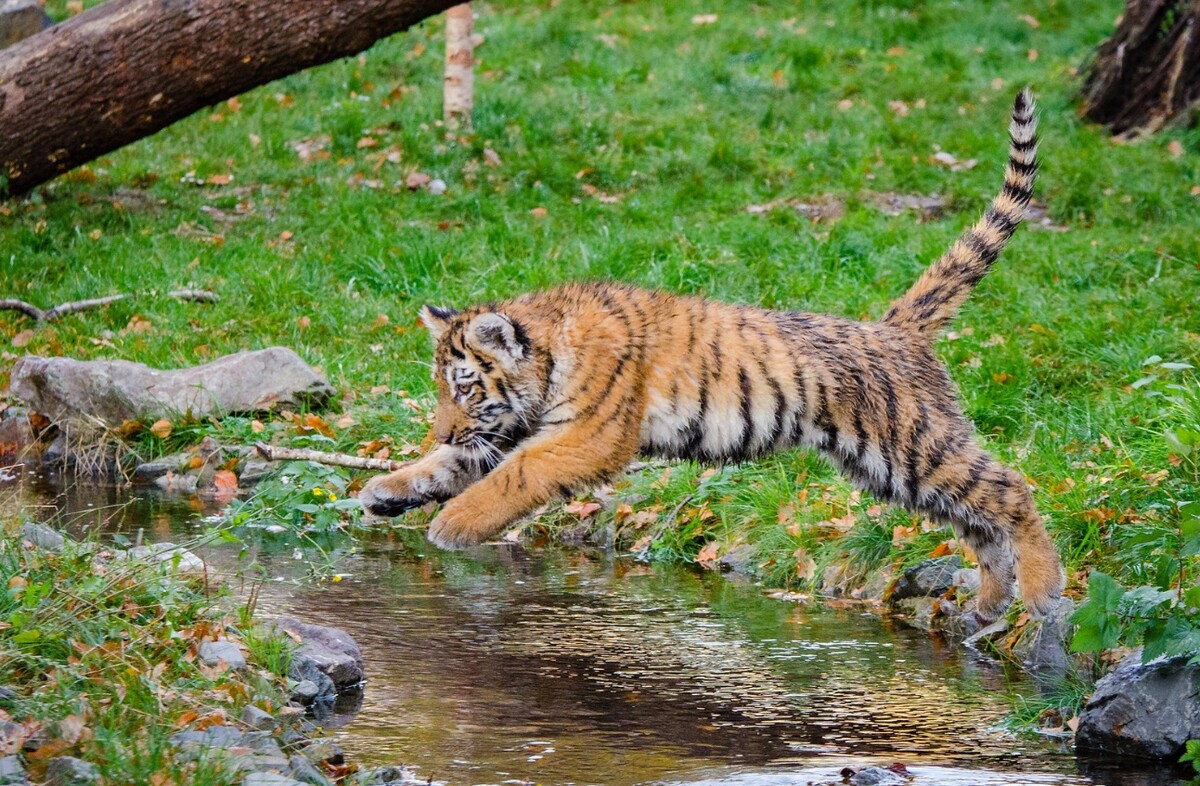 tiger, mláďa