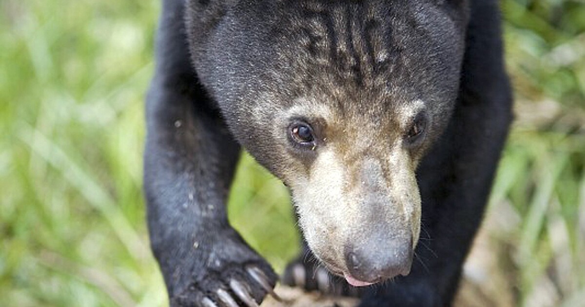 Je v čínské zoo místo medvěda převlečený člověk? Vedení zahrady se nařčením brání