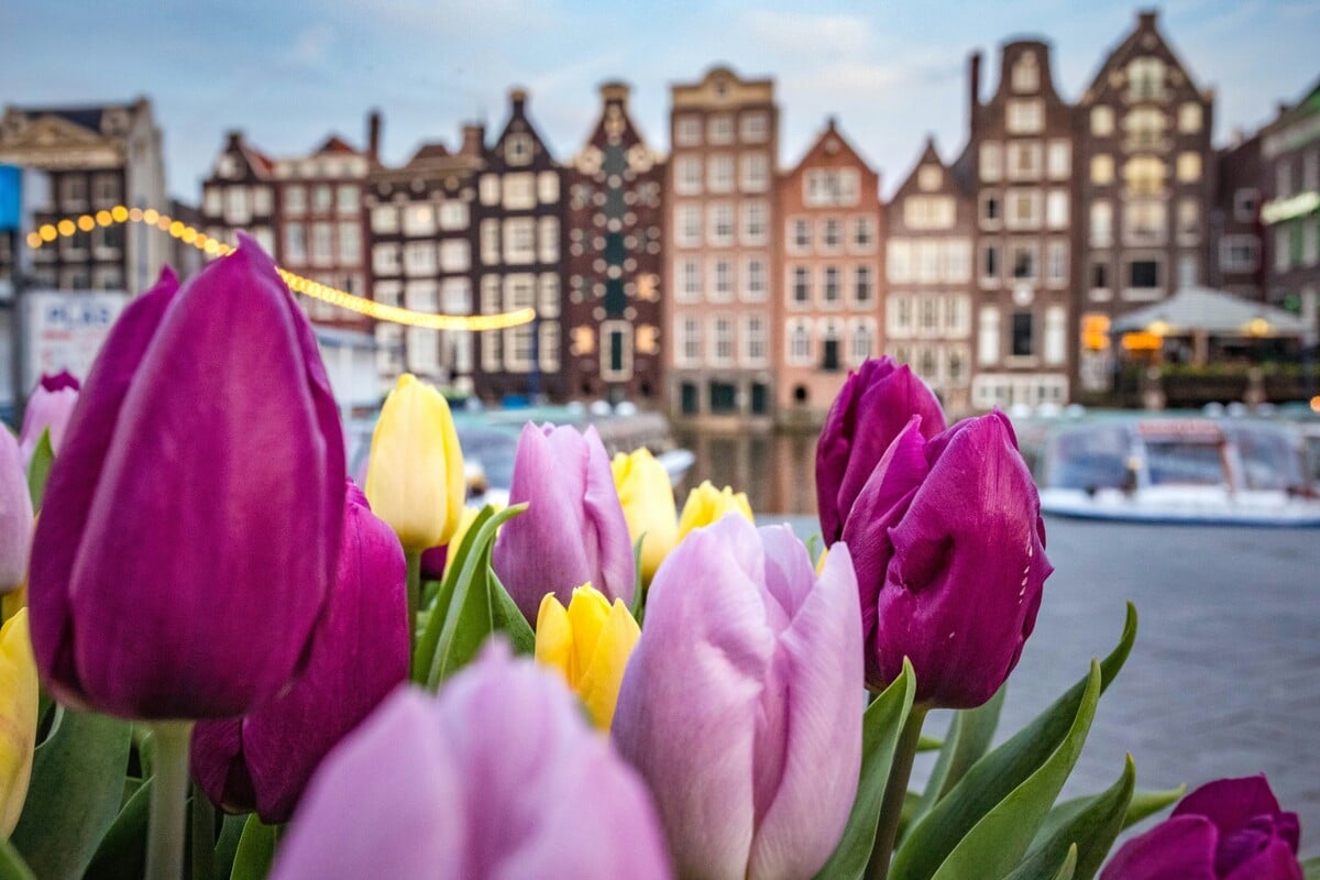 tulipány, Amsterdam