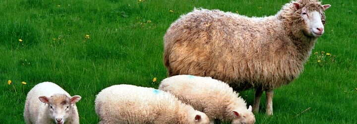 Ovca Dolly - prvé naklonované zviera zmenilo pohľad na modernú genetiku a vyvolalo početné diskusie
