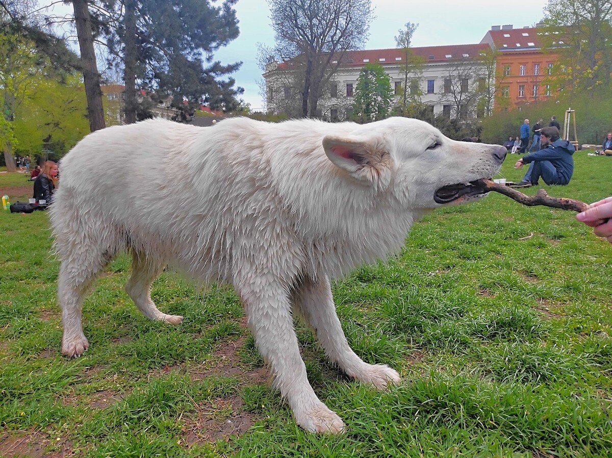 Parky v lete bývajú plné ľudí so psami. Človek s kynofóbiou sa im však radšej vyhýba.