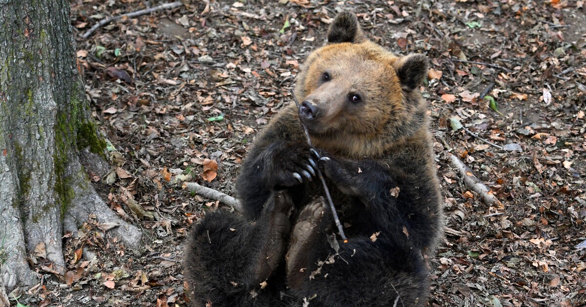 Medvědice v Itálii vyděsila dva myslivce, jednoho shodila ze stromu