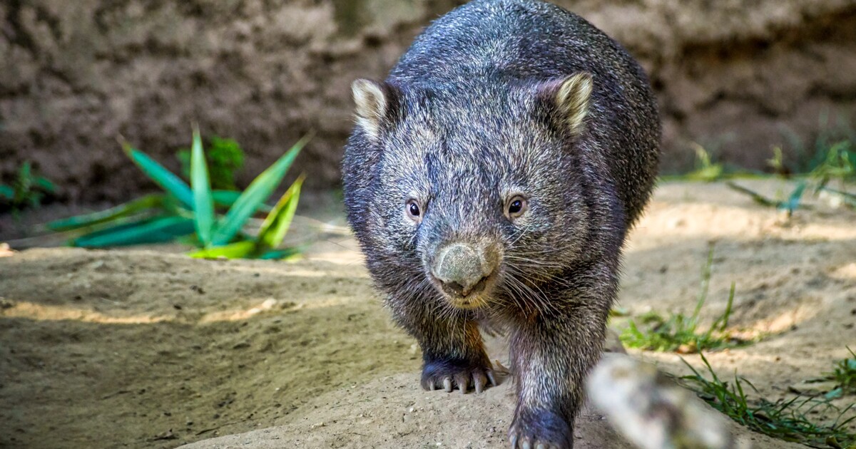 Influencerka odebrala mládě vombata od matky. Internet i australská vláda jí dali čočku, lidé žádají vyhoštění