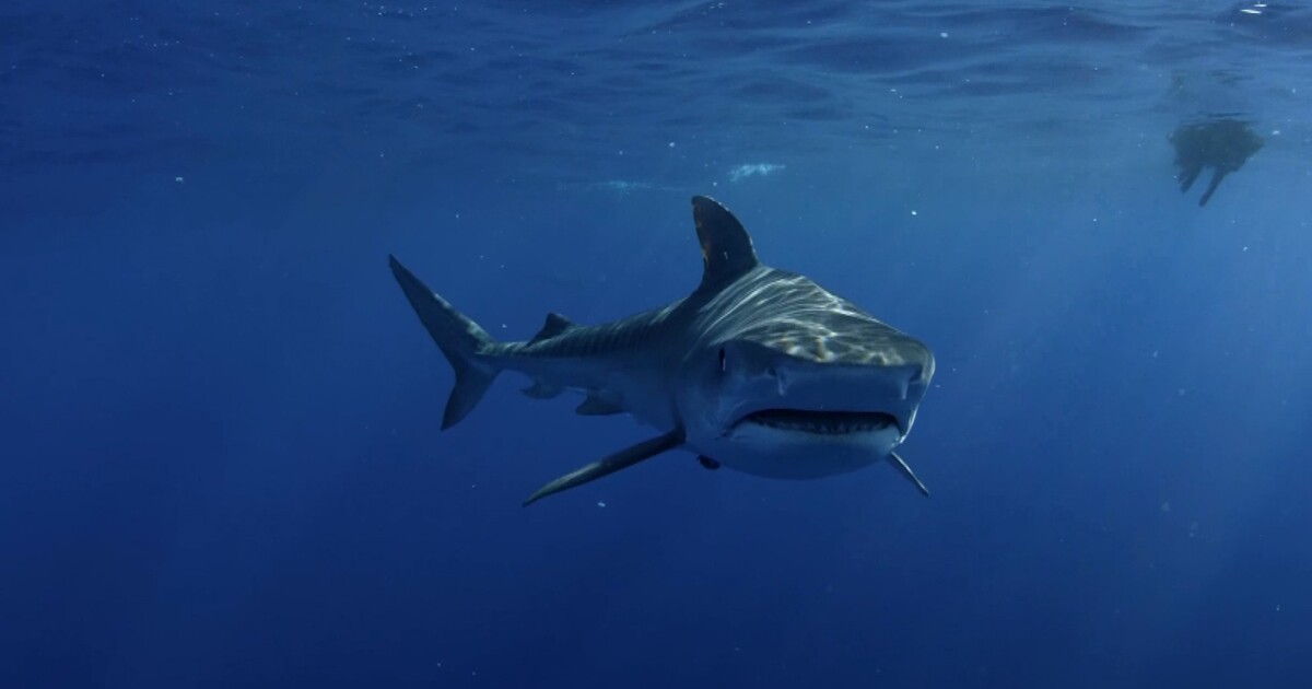 U Karibiku byl nalezen živý žralok grónský. Může být starý až 500 let
