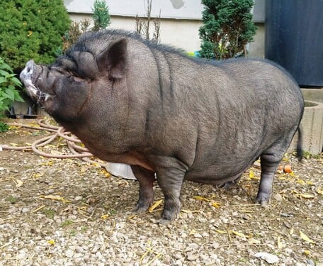 Prasata zažívají až třicetiminutový orgasmus.