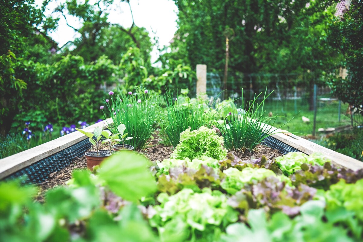 záhrada, zelenina