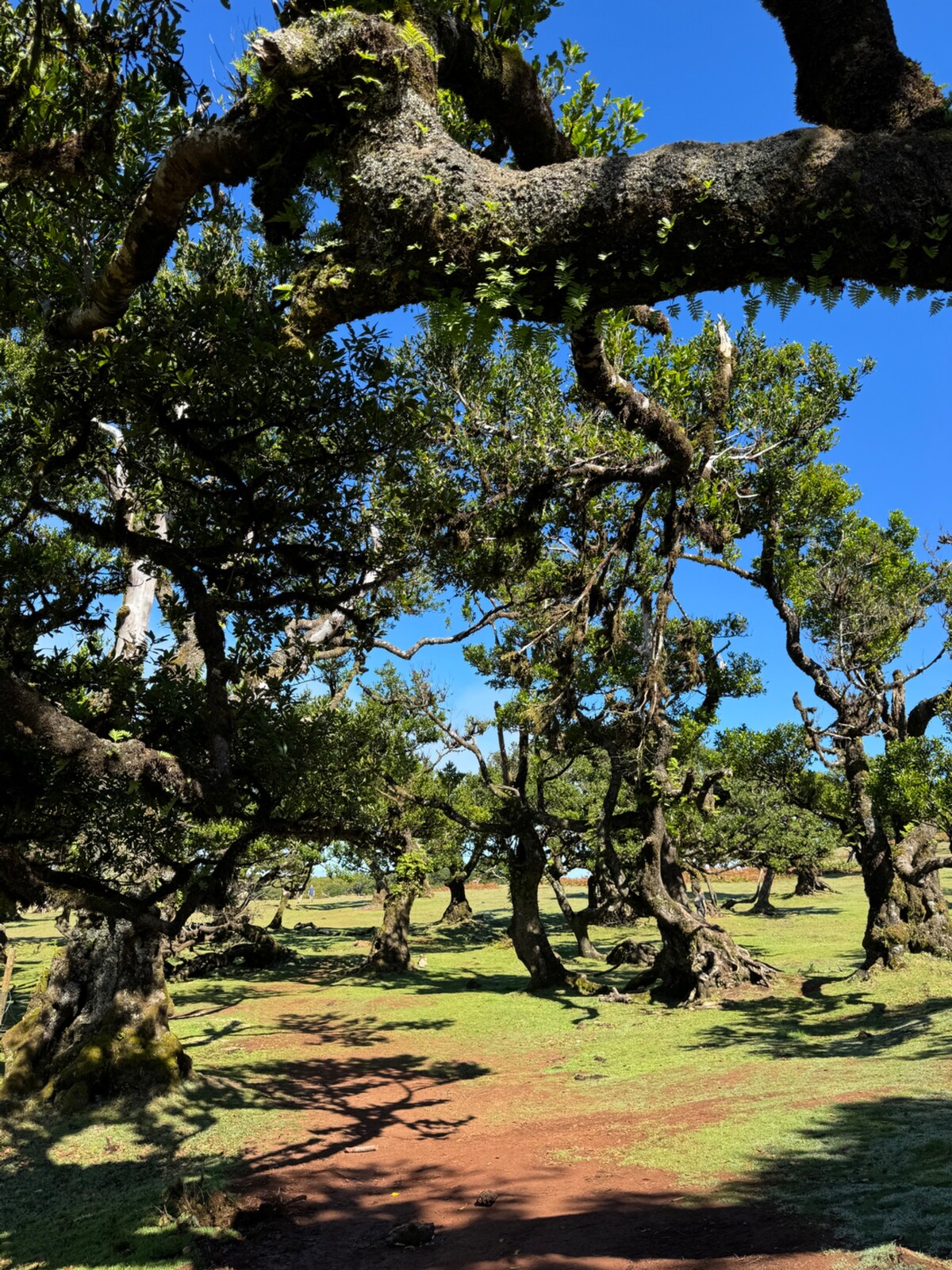 Fanal forest.