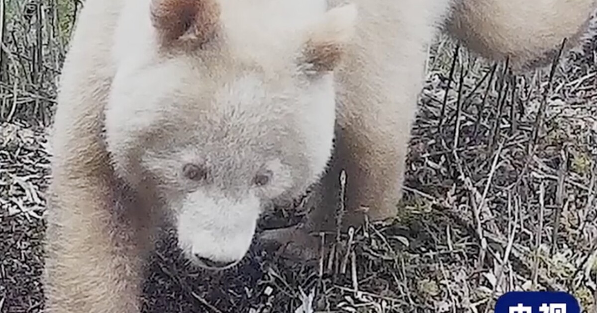 Video: Podívej se na vzácnou albínskou pandu. V Číně ji natočili úplně poprvé
