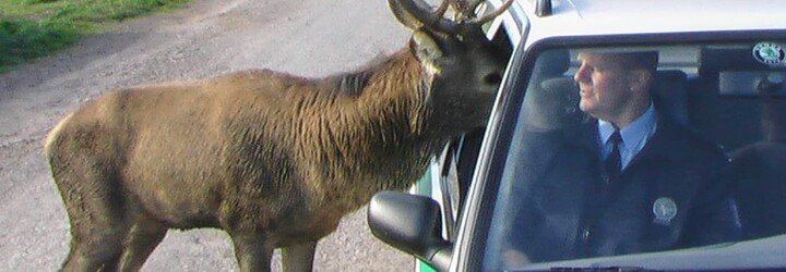 Jelen, který myslivci při honu ukradl kulovnici a utekl, už není ozbrojený. Zbraň se našla ve sněhu