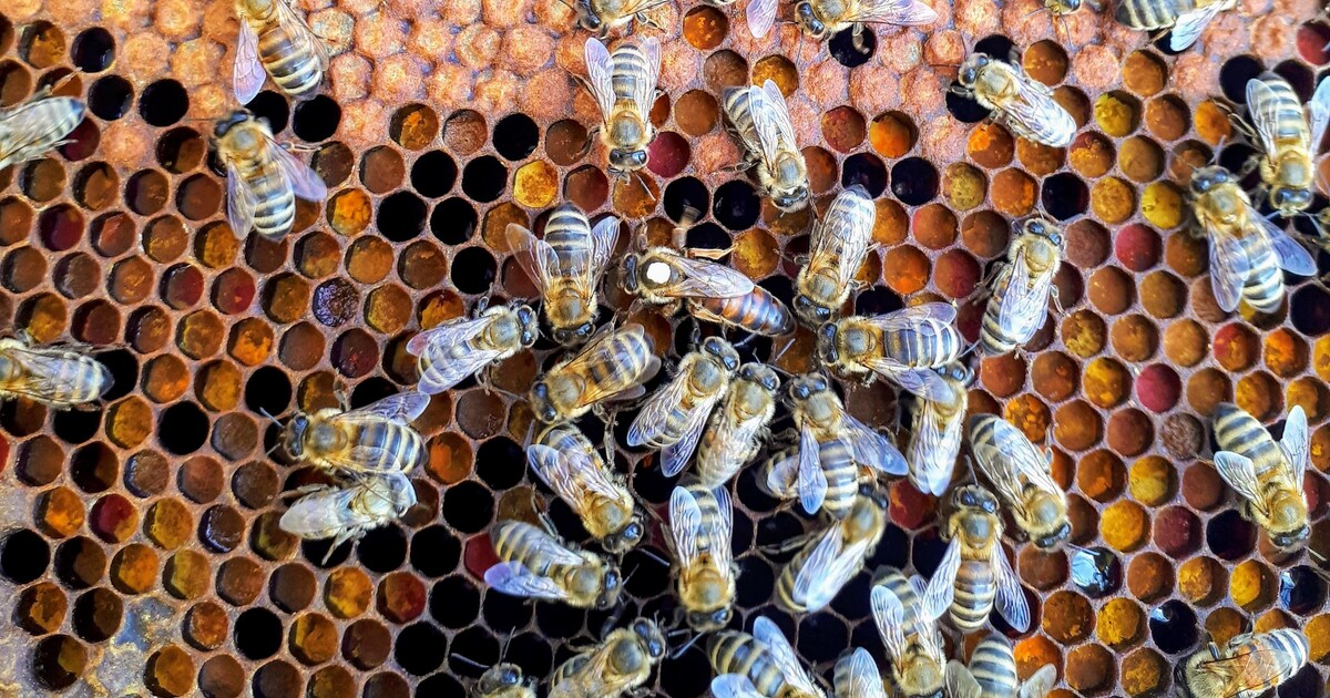 Kvíz: Jak moc toho víš o včelách?