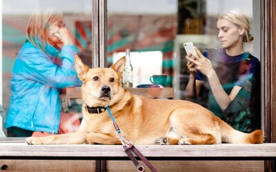 Slovenský parlament chce od 1. júla zakázať držanie psa na reťazi mimo verejných priestranstiev.