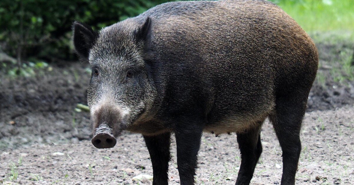 Turista vyšplhal na borovici, aby utekl divočákovi. Ten se usadil pod stromem a nechtěl se hnout