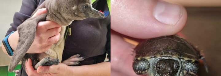 Košická ZOO hlási nové prírastky. Malého tučniaka so starostlivými rodičmi dopĺňa 5 mláďat ohrozených korytnačiek