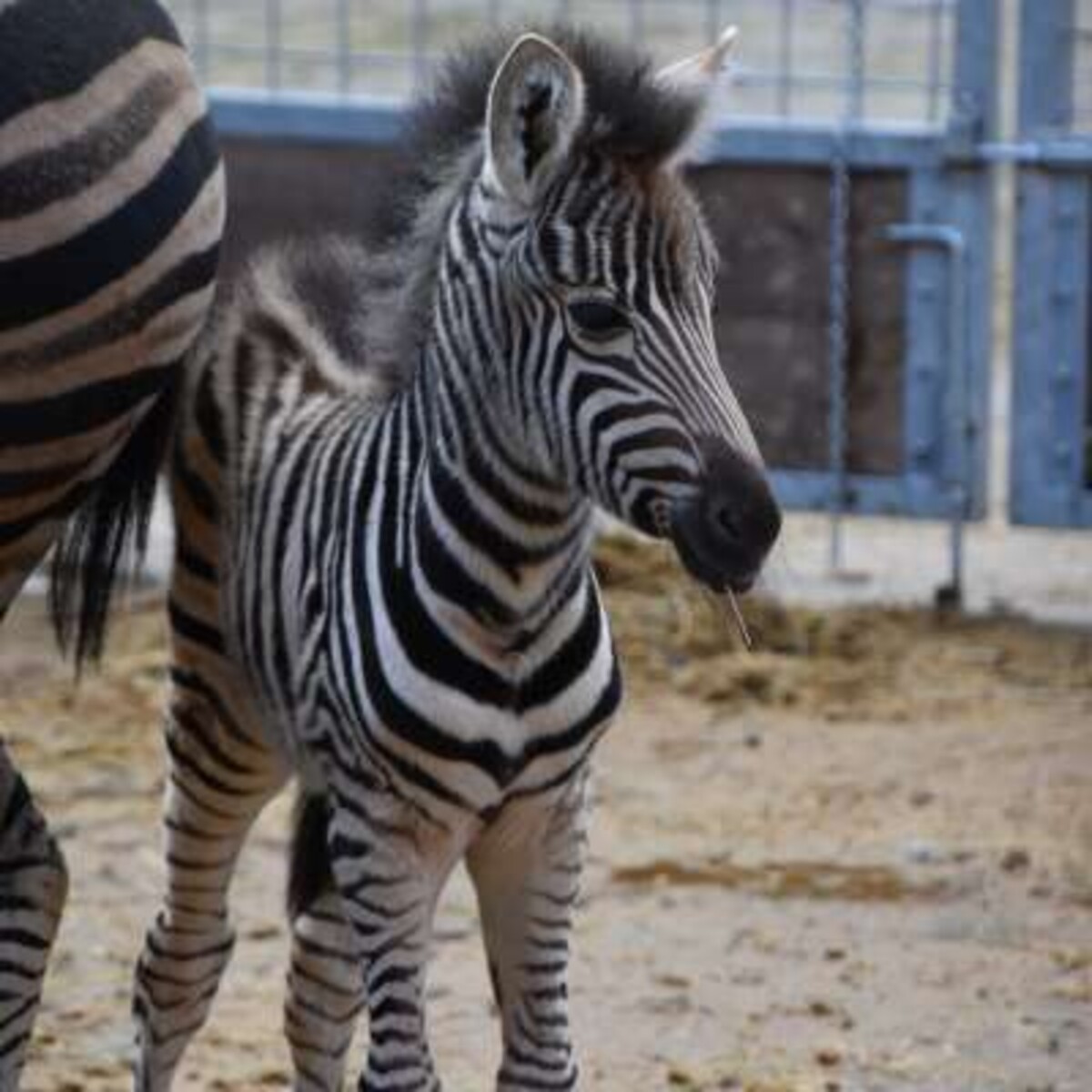 zebra